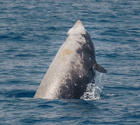 Delfino che emerge verticalmente dall'acqua