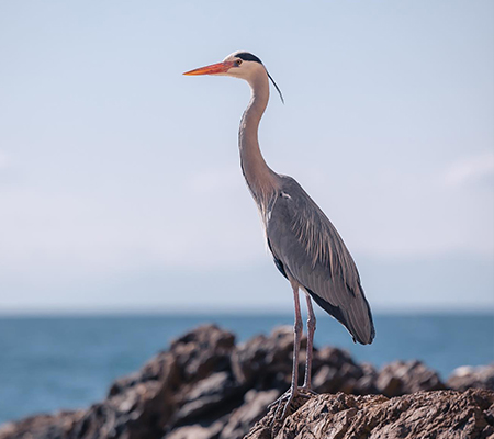 Airone cenerino su uno scoglio